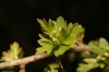 Crataegus monogyna 2/2