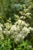 Filipendula ulmaria (L.) Maxim.