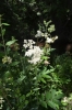 Filipendula ulmaria (L.) Maxim.