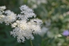 Filipendula ulmaria (L.) Maxim.