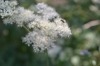 Filipendula ulmaria (L.) Maxim.