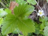 Fragaria vesca ?