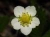 Fragaria vesca L. subsp. vesca