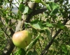 Malus domestica 2/3