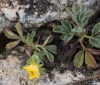 Potentilla cinerea Chaix ex Vill.