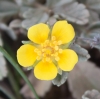Potentilla cinerea Chaix ex Vill.