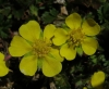 Potentilla verna ? 1 de 3