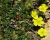 Potentilla verna ? 2 de 3