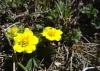 Potentilla verna L.