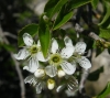 Prunus mahaleb L.