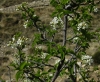 Prunus mahaleb L.