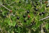 Prunus mahaleb L.