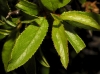 Prunus spinosa L.