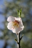 Prunus dulcis