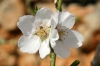 Prunus dulcis
