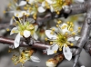 Prunus spinosa