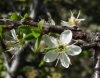 Prunus spinosa