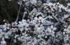 Prunus spinosa