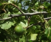 Pyrus communis
