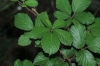 Rubus sp.