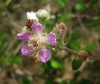 Rubus ulmifolius 1/3