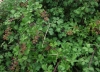 Rubus ulmifolius 1/3
