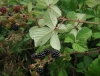 Rubus ulmifolius 2/3