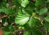 Rubus ulmifolius 3/3