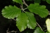 Sorbus aria (L.) Crantz