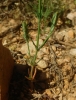 Crucianella angustifolia L.