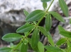 Cruciata glabra (L.) Ehrend.