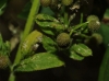 Galium aparine L.