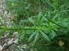 Galium aparine L.