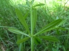Galium aparine L.