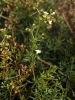 Galium lucidum All.