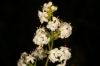 Galium lucidum All.