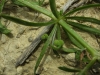 Galium tricornutum Dandy