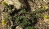 Galium verum L. subsp. verum