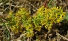 Galium verum L. subsp. verum