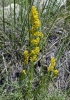 Galium verum L. subsp. verum
