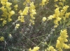 Galium verum L. subsp. verum