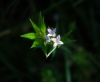 Sherardia arvensis L.