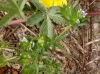 Sherardia arvensis L.