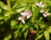 Sherardia arvensis L.