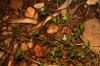 Sherardia arvensis L.
