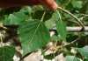 Populus nigra 1 de 3