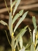 Salix purpurea L.