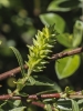 Salix triandra ? 5/6