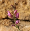 Antirhinum litigiosum 1/2 Antirhinum litigiosum 1/2