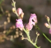 Antirhinum litigiosum 1/2 Antirhinum litigiosum 1/2